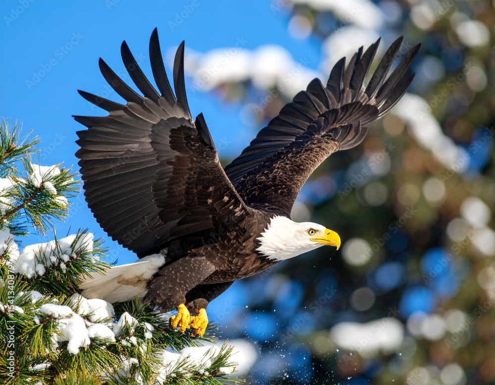 Fototapeta premium A majestic bald eagle taking flight from a pine tree in slow motion frame.