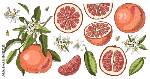 Botanical grapefruit illustrations set vector