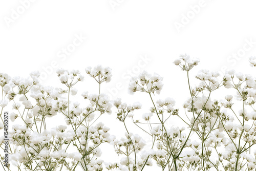 High-resolution gypsophila (baby’s breath) blossom cluster on transparent background — isolated PNG cutout ideal for wedding invitations, scrapbooking overlays and botanical designs