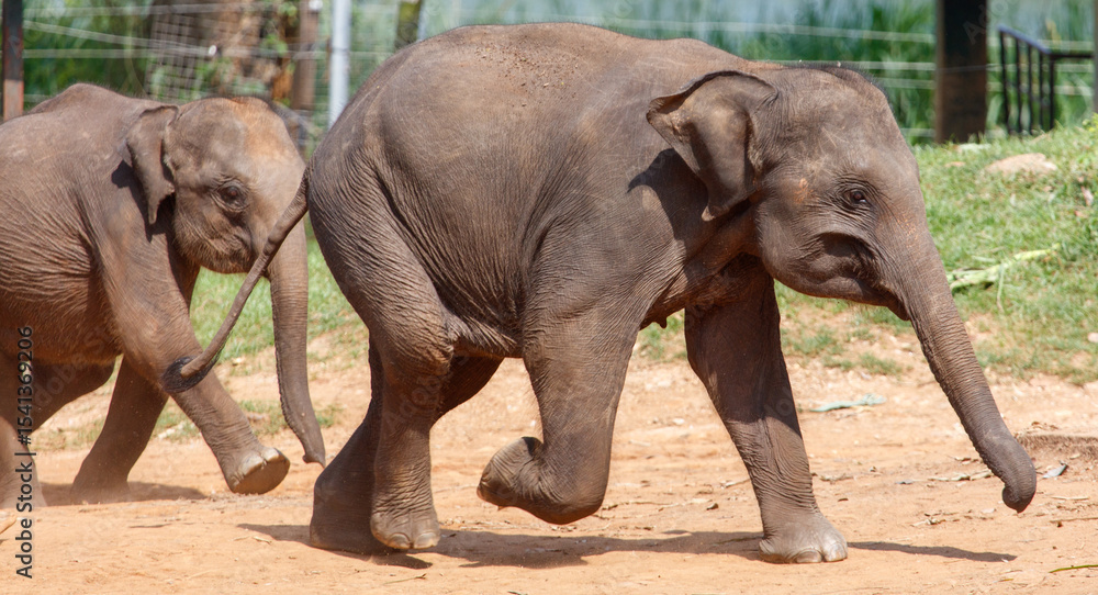 Naklejka premium Two elephants are running in a dirt field