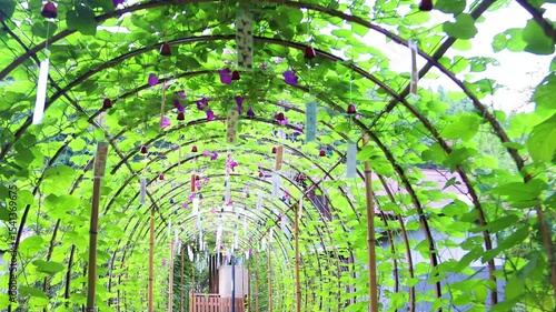  夏風に揺れる南部風鈴のアーチ（南部風鈴）dorry 