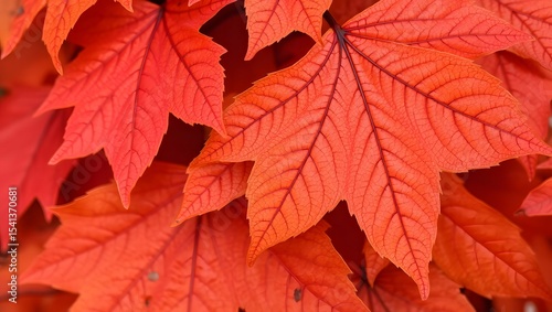 Wallpaper Mural red autumn leaves Torontodigital.ca