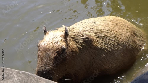 A capybara (Hydrochoerus hydrochaeris) out of the pond.