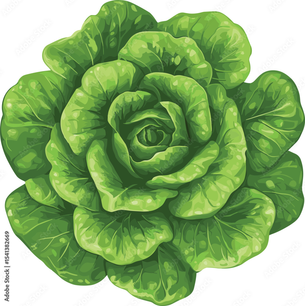 Obraz premium green cabbage isolated on white