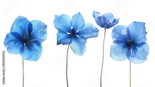 Four delicate blue flowers isolated on white background display their beauty and intricate petal details in a simple yet elegant floral arrangement