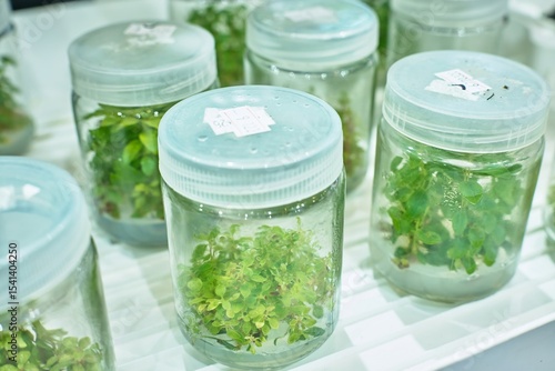 Cultured Plant Seedlings in Glass Jars for Future Agriculture Development