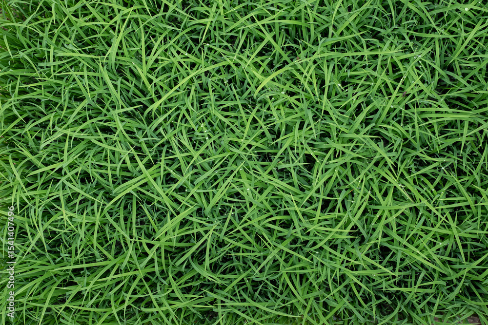 Green rice seedling texture background Green rice seedling texture background