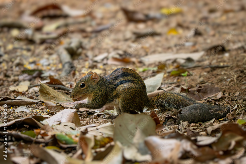 Naklejka premium Indochinese Ground Squirrel - Menetes berdmorei, beautiful ground squirrel native to the forests and woodlands of Southeast Asia, Vietnam.