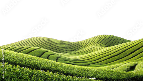 Lush green tea fields cascading down hills