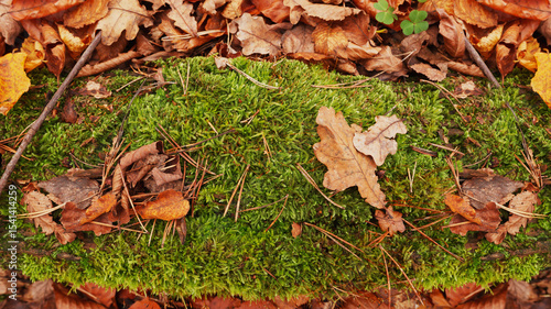Autumn fallen leaves and moss top view.