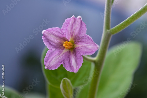 Purple eggplant flower on blurred background