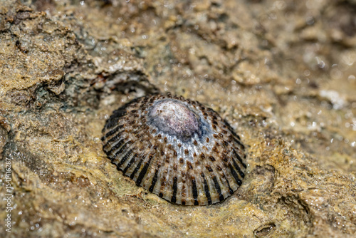 Canvas Print Cellana exarata,  black-foot ʻopihi and Hawaiian blackfoot is a species of edible true limpet,  Kaʻena Point Trail（North), Oahu Hawaii