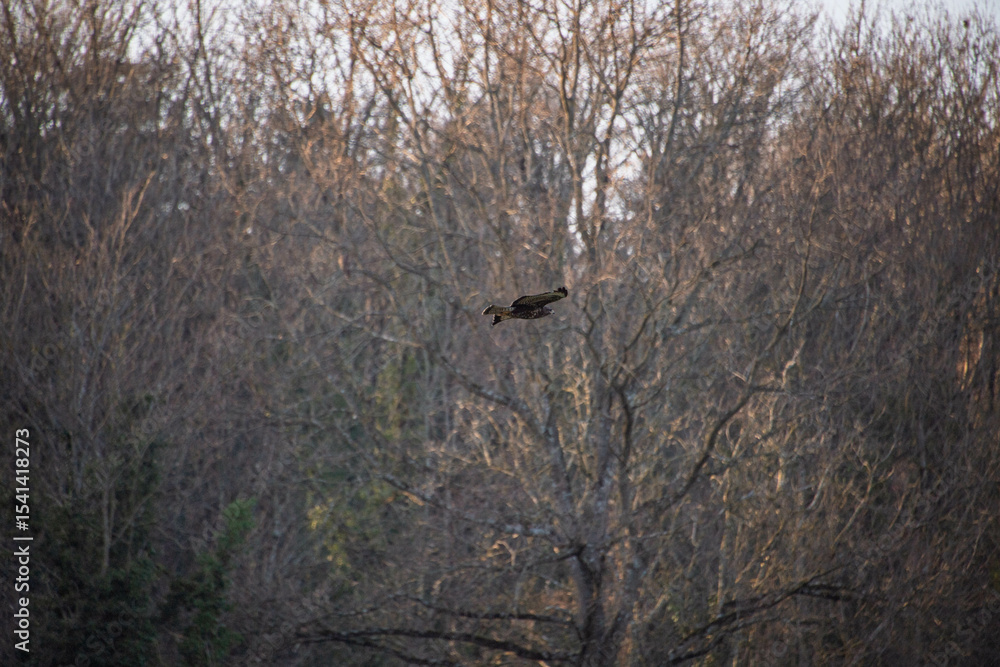 Photography Buse variable en vol au-dessus de la forêt