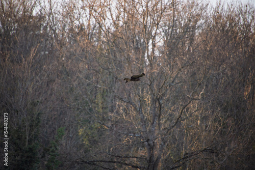 Photography Buse variable en vol au-dessus de la forêt