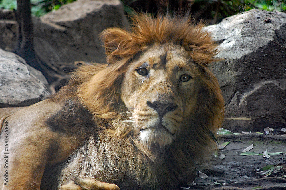 Naklejka premium にらむライオン①