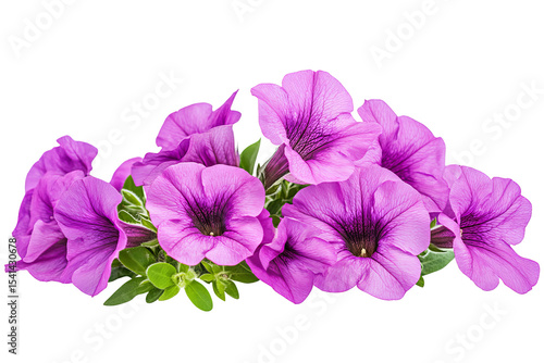 High-resolution vibrant pink petunia blossoms PNG on transparent background for seamless floral cutouts, wedding invitations, digital scrapbooking, sublimation prints and elegant botanical design