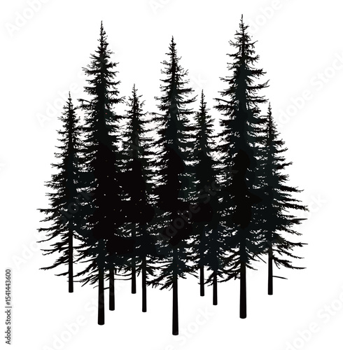 Silhouette of tall evergreen trees creating a natural forest backdrop.