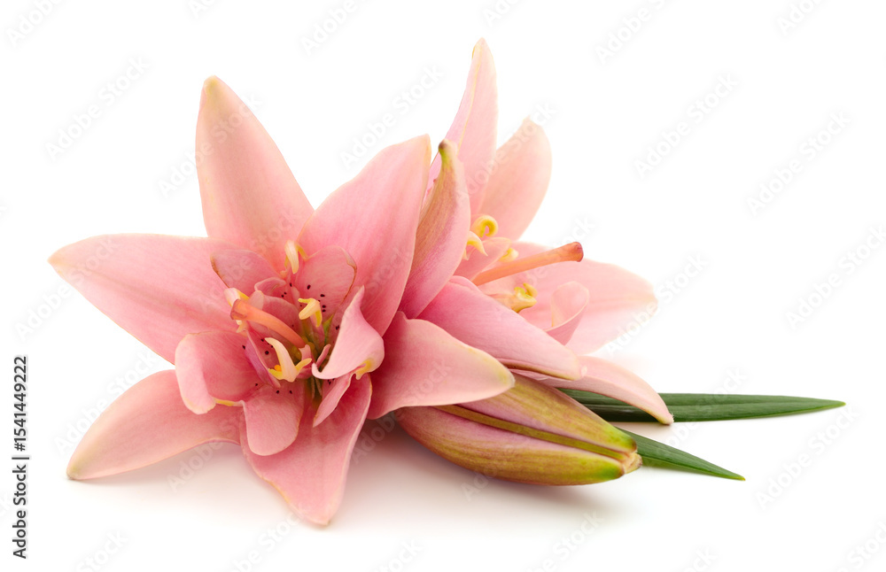 Fototapeta premium Two pink lilies.