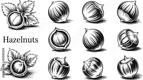 A detailed black and white illustration of various hazelnuts on white