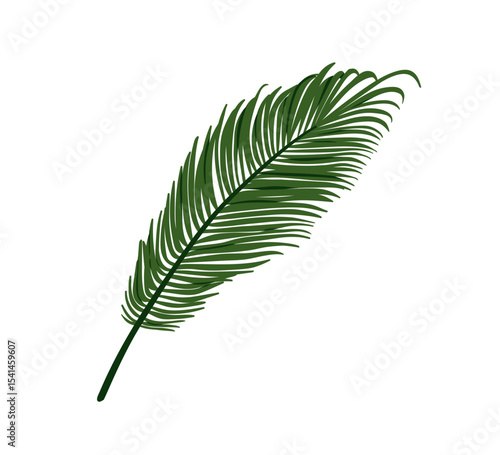 Date palm leaf, tropical frond, long feathered foliage. Exotic jungle greener...