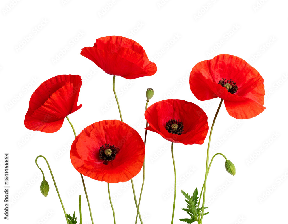 Obraz premium Four red flowers with green stems