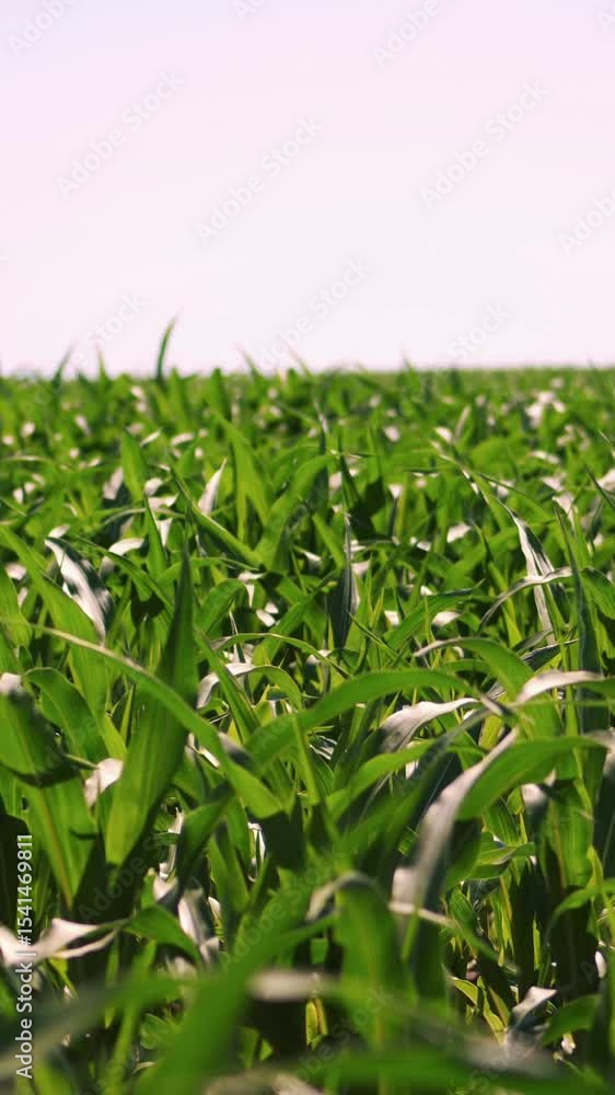 Corn field in clear summer day. Farmer's field of young hybrid corn, sowing scheme 3 on 4. Agriculture, harvest and farm concept. Growing corn . Corn field in clear summer day. Farmer's field of young hybrid corn, sowing scheme 3 on 4. Agriculture, harvest and farm concept. Growing corn .