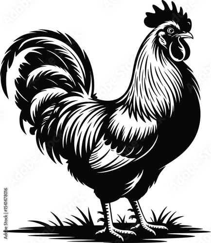 Vector Black Rooster, Detailed Farm Animal Illustration.