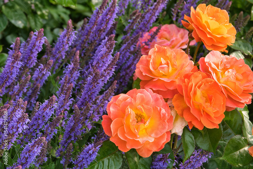 Rosen im Gartenbeet