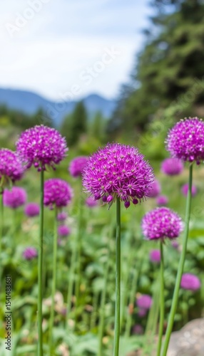 Vibrant Allium Blooms in Garden Spectacle with Spherical Flower Heads Creating Scenic Floral Display