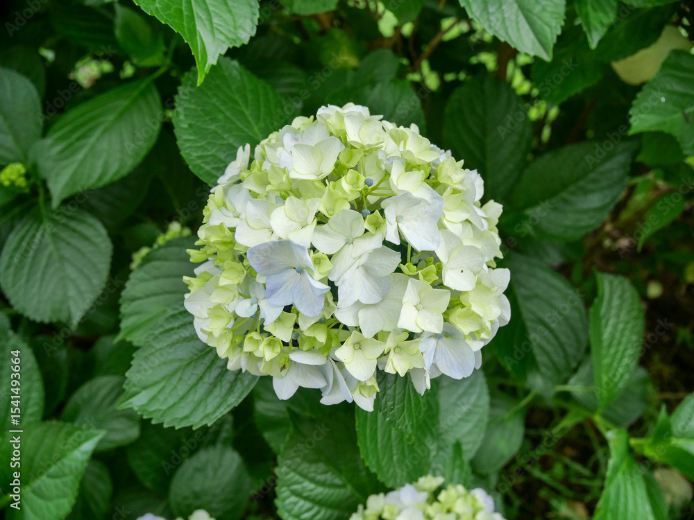青黄色の紫陽花 青黄色の紫陽花