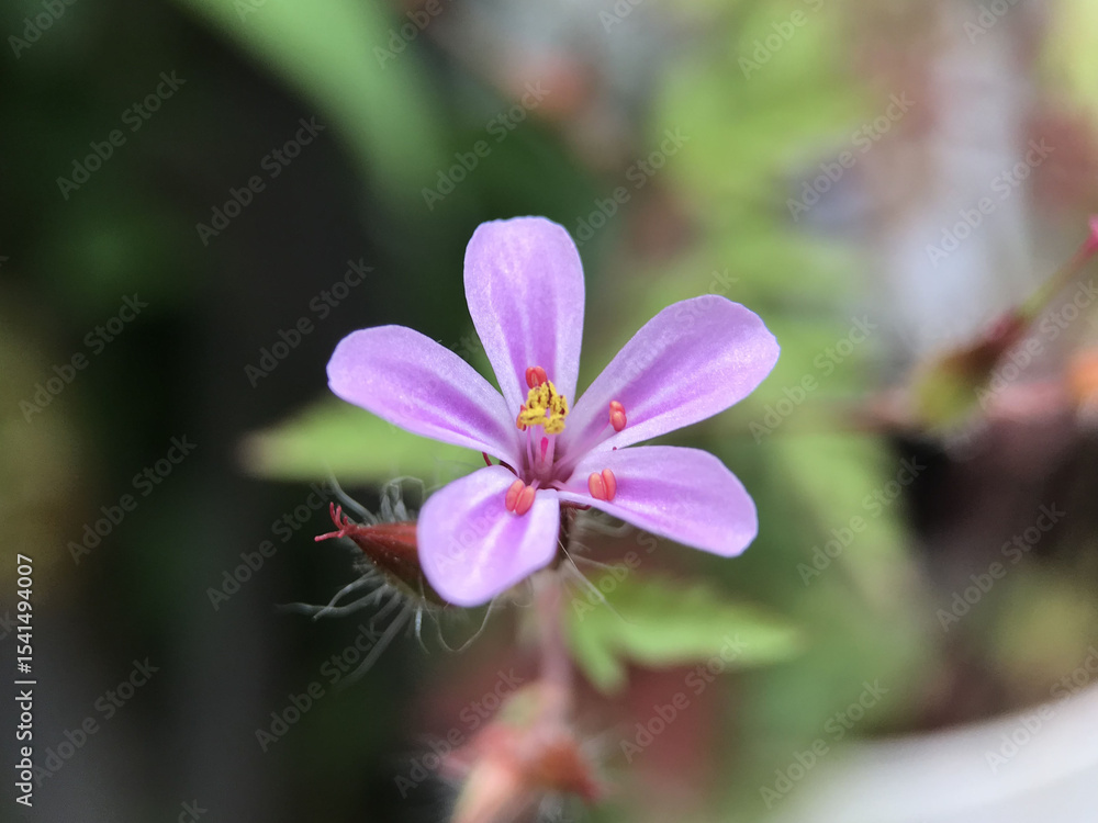 Fototapeta premium 4月のヒメフウロの花 2025/4/29