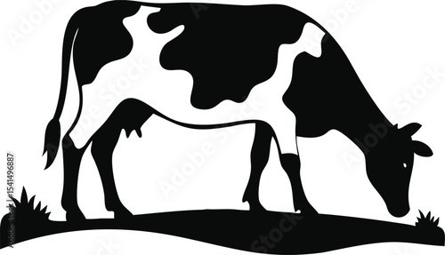 Black and white cow grazing in a field isolated on white background