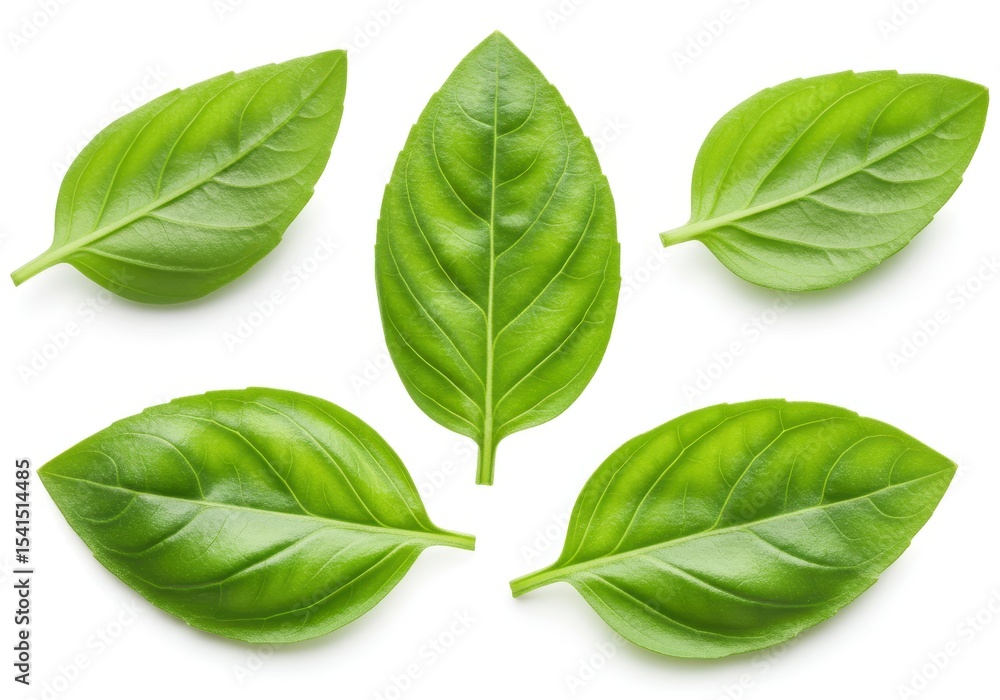 Fresh basil leaves, arranged on a white surface, for culinary or herbal uses Fresh basil leaves, arranged on a white surface, for culinary or herbal uses