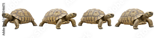 Journey of Four Tortoises: Four African spurred tortoises walk in parallel, a captivating display of nature's gentle march, their unique shell patterns, and textures.
