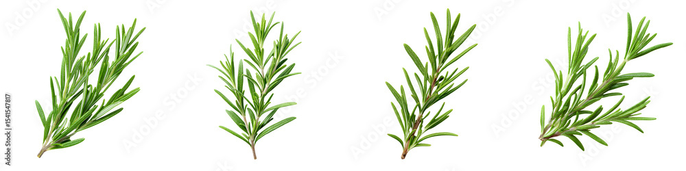 Fototapeta premium Fragrant rosemary plant sprigs with green leaves