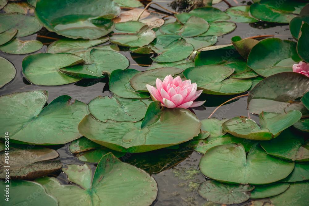 Dnieper River, Ukraine. Elegance of nature: water lilies covered the river, living nature. Dnieper River, Ukraine. Elegance of nature: water lilies covered the river, living nature.