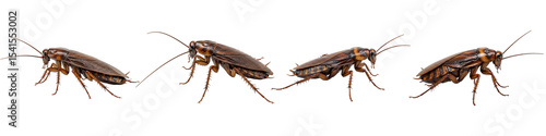 Four Cockroaches marching: Close-up captures a line of cockroaches walking isolated. Showcase of the common household pest in high-quality detail.
