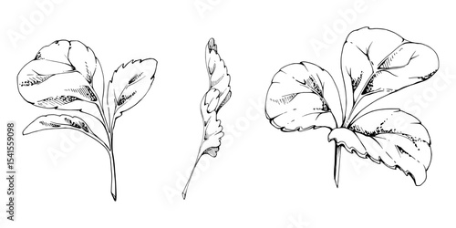 Green trefoil leaf. Flower bush tree hand drawn in vector ink, Strawberry damson wayfaring burnet parsley blackberry. Isolated botanical illustration. Wedding, florist shop, scrapbooking, cosmetics