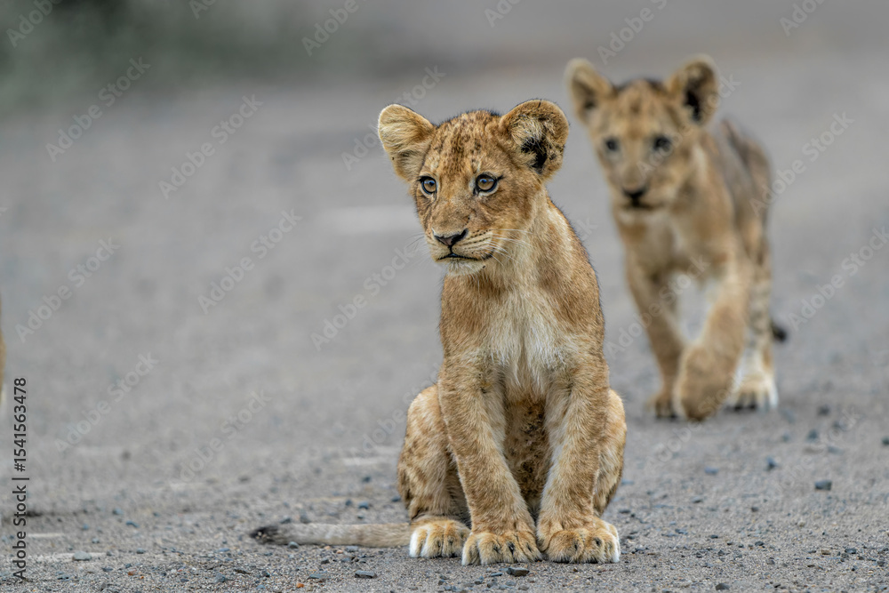 Naklejka premium Lion cub waiting for the hunting females on the Swni gravel road in Kruger National Park in South Africa