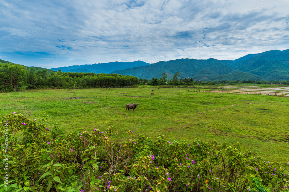 Fototapeta premium Buffaloes Grazing On Pasture With Mountains In The Background In Vietnam