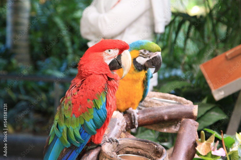 Fototapeta premium red and yellow macaw