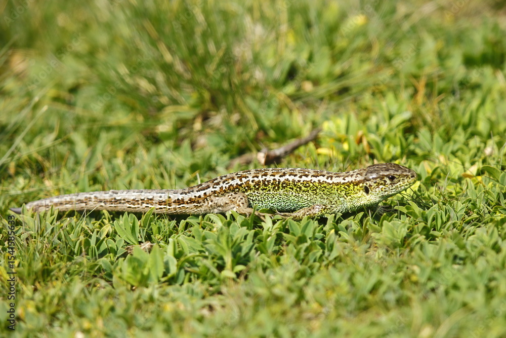 Naklejka premium The Pyrenean lizard (Lacerta agilis), one of our jewels of the Catalan Pyrenees. Scarce, difficult to find.