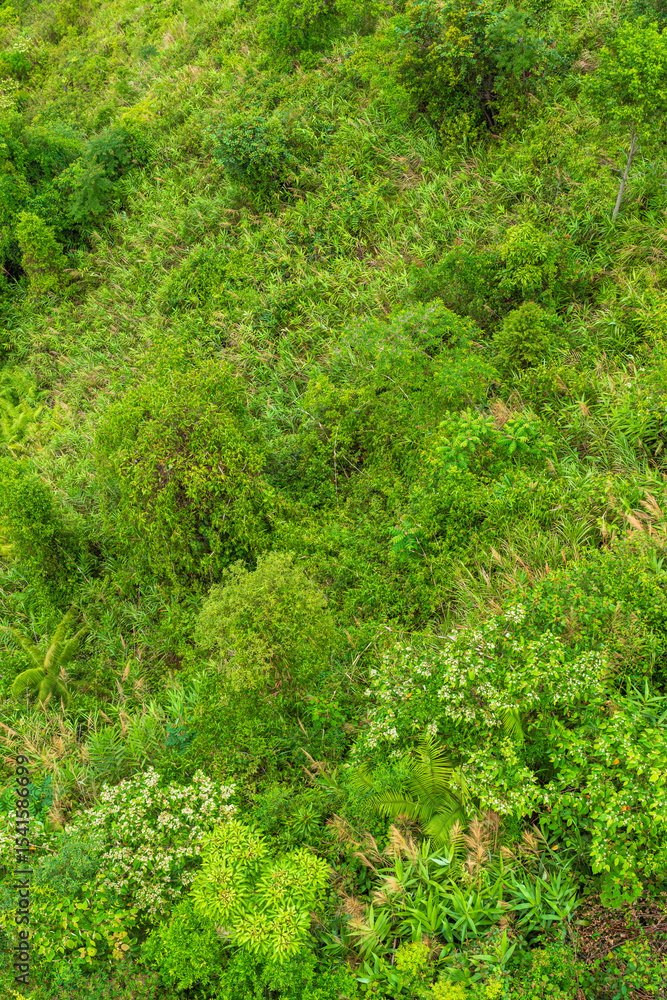 Green Picturesque Jungle With Bushes In Vietnam Pattern Green Picturesque Jungle With Bushes In Vietnam Pattern