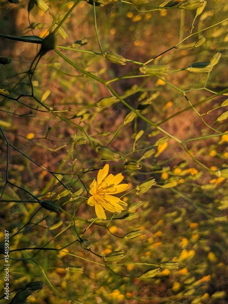 Obraz premium autumn flower in the park