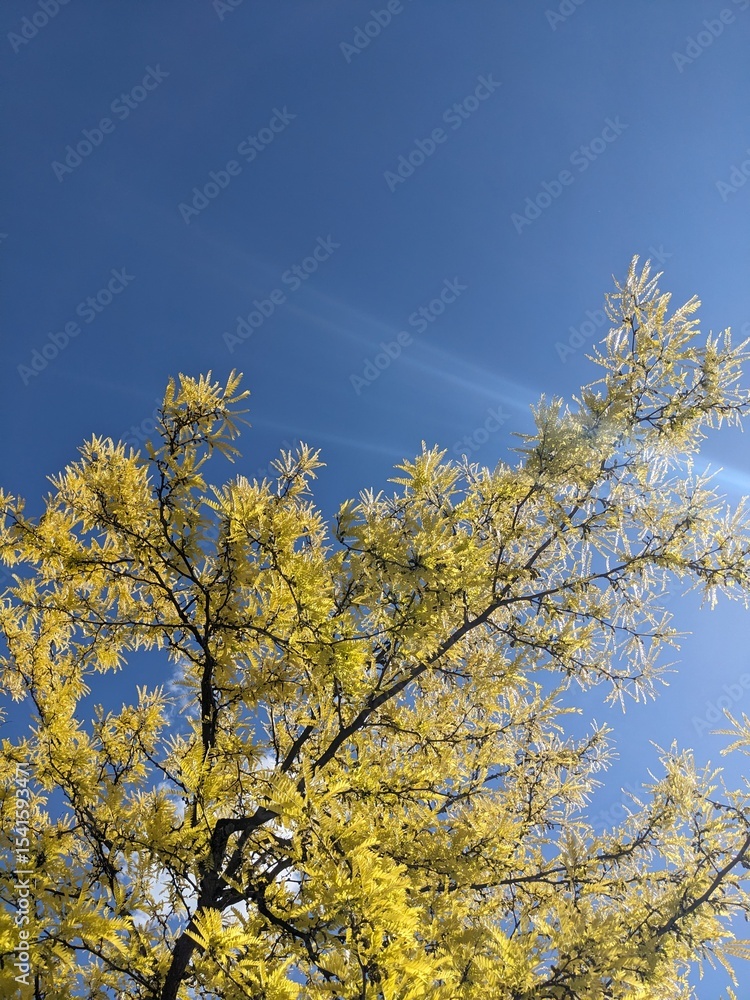 Fototapeta premium spring tree branches in forest, flora and nature