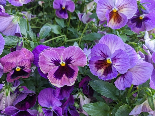 Purple pansy flowers in garden