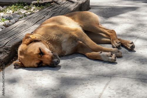 Red shorthair street dog sleeping in shadow on stone sidewalk during sunny summer day