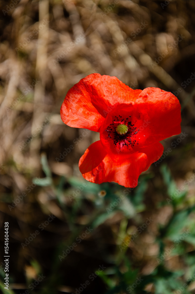 Fototapeta premium Single Poppy