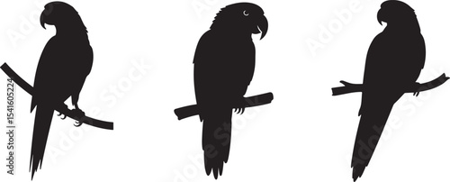 Parrot silhouette illustration perfect for bird-watching publications