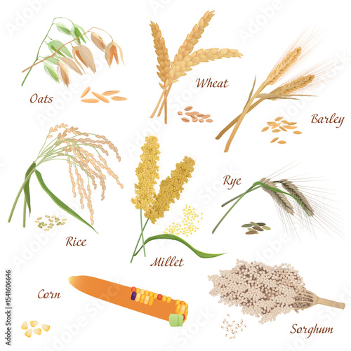 Cereal Plants vector icons illustrations. Oats wheat barley rye millet rice sorghum corn set